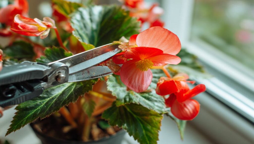 Retrait des fleurs fanées d'un bégonia elatior avec des ciseaux de jardinage pour prolonger la floraison