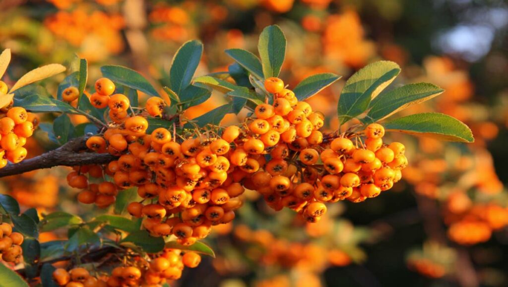 Haie de pyracantha avec baies orangées en automne