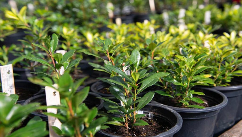 Pépinière professionnelle avec jeunes plants de pyracantha en conteneurs et étiquettes de variétés autorisées