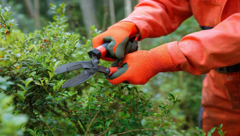 Jardinier taillant une haie de pyracantha avec équipement de protection complet et outils désinfectés